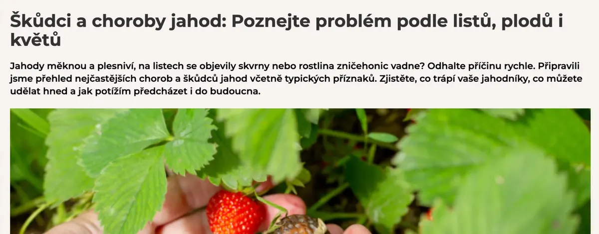 Úvod článku Škůdci a choroby jahod s fotografií ruky, která drží zdravou červenou jahodu a jahodu napadenou hnilobou.